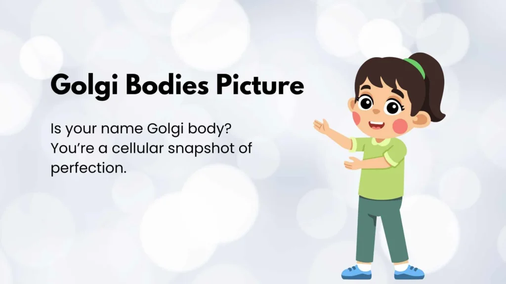 Golgi Bodies Picture
